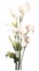 Elegant Calla Lily Cluster on White Background in Modern Watercolor Style .