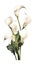 Elegant Calla Lily Cluster on White Background in Modern Watercolor Style .
