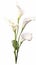 Elegant Calla Lily Cluster on White Background in Modern Watercolor Style .