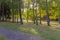 Elegant calm picture of the park on an autumn sunny afternoon. With trees growing on green grass dropping their leaves.