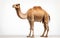 Elegant Camel on White Background