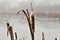 The elegant cattail on the shore of the pond is covered with white tufts. Reeds by the water surface in foggy weather