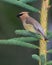 Elegant Cedar Waxwing bird