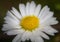 Elegant centered daisy