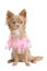 Elegant chihuahua puppy in pink