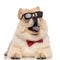 Elegant chow chow wearing sunglasses looks up to side