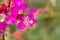 Elegant Clarkia Clarkia unguiculata flower