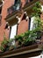 Elegant classical balcony decorated with green plants downtown Madrid, Malasana district