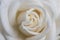 Elegant close up of a white rose background