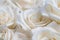 Elegant close up of a white rose background