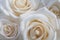 Elegant close up of a white rose background