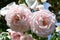 Elegant closeup of soft pink garden roses