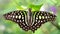 elegant colorful black and green butterfly on a leaf, this beautiful Lepidoptera insect has wide gracious and fragile wings 