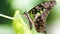 elegant colorful black and green butterfly on a leaf, this beautiful Lepidoptera insect has wide gracious and fragile wings