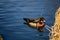Elegant colorful bright blue, orange, white, red, black and brown mandarin male duck swimming in pond, spring sunny day, water
