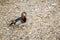 Elegant colorful bright mandarin male duck standing on gravel