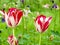 Elegant colorful tulips and Aquilegia