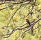 Elegant colors of vermillion flycatcher on Arizona spring day