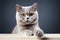 Elegant companion British Shorthair cat, white background, paw raised