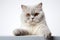 Elegant companion British Shorthair cat, white background, paw raised