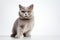 Elegant companion British Shorthair cat, white background, paw raised