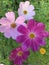 Elegant Cosmos flowers on a beautiful, sunny day