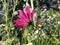 Elegant Cosmos flowers on a beautiful, sunny day