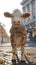 Elegant cow graces city streets in tailored fashion, epitomizing street style