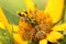 Elegant Crab Spider Capturing a Fly