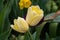 Elegant cream color tulip flowers floral background