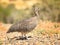 Elegant Crested Tinamou (Argentina, Patagonia)