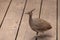 Elegant crested tinamou called Eudromia elegans