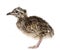 Elegant Crested Tinamou chick, Eudromia elegans, 1 day old