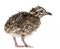 Elegant Crested Tinamou chick, Eudromia elegans, 1 day old