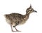 Elegant Crested Tinamou chick, Eudromia elegans, 1 week old