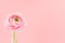 Elegant cute pastel pink festive background with buttercup flower head in vase, closeup, top, details.