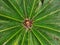 An elegant cycad type ornamental palm plant