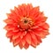 Elegant dahlia isolated on a white background. Beautiful head flower