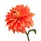 Elegant dahlia isolated on a white background. Beautiful head flower