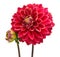 Elegant dahlia isolated on a white background. Beautiful head flower