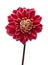 Elegant dahlia isolated on a white background. Beautiful head flower. Spring time, summer. Easter holidays. Garden decoration,