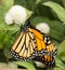 Elegant, dainty, colorful Monarch butterfly sipping sweet nectar from a flower