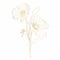 Elegant decorative golden line poppy flowers and buds, design element.