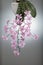 Elegant delicate natural orchid phalaenopsis schilleriana blooms at home. Home and garden flowers