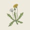 Elegant detailed drawing of dandelion plant with yellow flower, seed head and bud growing on stem and leaves. Beautiful