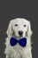 ELEGANT DOG AT BLUE BOWTIE. ISOLATED ON COLORED GRAY BACKGROUND CELEBRATING A PARTY