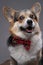 Elegant doggy with bowtie lying on leather chair