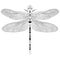 Elegant dragonfly insect detailed sketch in black and white