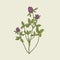 Elegant drawing of red clover with pink blooming flowers and green trifoliate leaves. Gorgeous wild herbaceous plant