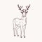 Elegant drawing of standing male deer, reindeer, hart or stag with beautiful antlers. Adorable wild ruminant animal hand